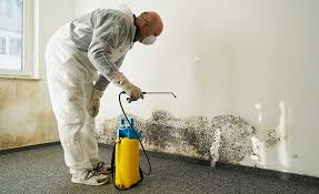 Best Attic Mold Removal in Newport East, RI